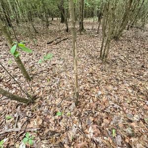 Photo #38 of SOLD property in Off Bobcat Ln, Franklin, VA 55.0 acres