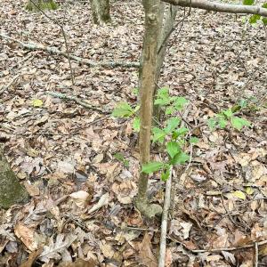Photo #39 of SOLD property in Off Bobcat Ln, Franklin, VA 55.0 acres
