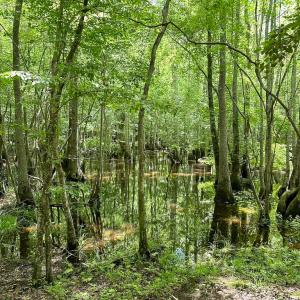 Photo #4 of SOLD property in Off Bobcat Ln, Franklin, VA 71.0 acres