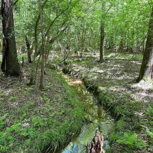 Photo #5 of SOLD property in Off Bobcat Ln, Franklin, VA 71.0 acres