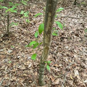 Photo #7 of SOLD property in Off Bobcat Ln, Franklin, VA 71.0 acres