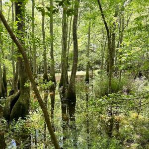 Photo #9 of SOLD property in Off Bobcat Ln, Franklin, VA 71.0 acres