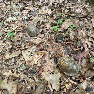 Photo #11 of SOLD property in Off Bobcat Ln, Franklin, VA 71.0 acres