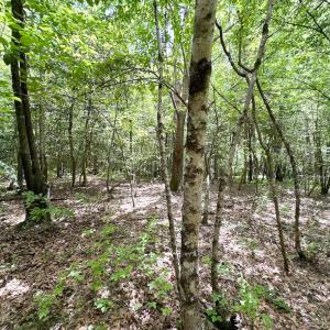 Photo #12 of SOLD property in Off Bobcat Ln, Franklin, VA 71.0 acres