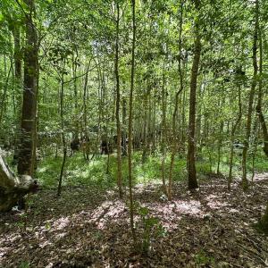 Photo #13 of SOLD property in Off Bobcat Ln, Franklin, VA 71.0 acres