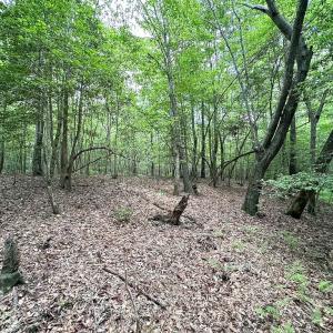 Photo #15 of SOLD property in Off Bobcat Ln, Franklin, VA 71.0 acres