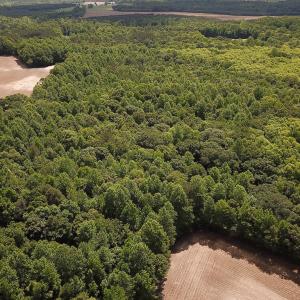 Photo #18 of SOLD property in Off Bobcat Ln, Franklin, VA 71.0 acres