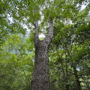 Photo #19 of SOLD property in Off Bobcat Ln, Franklin, VA 71.0 acres