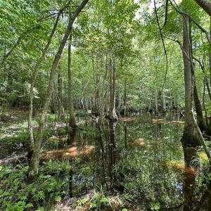Photo #23 of SOLD property in Off Bobcat Ln, Franklin, VA 71.0 acres