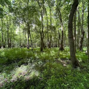 Photo #24 of SOLD property in Off Bobcat Ln, Franklin, VA 71.0 acres