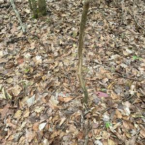 Photo #27 of SOLD property in Off Bobcat Ln, Franklin, VA 71.0 acres