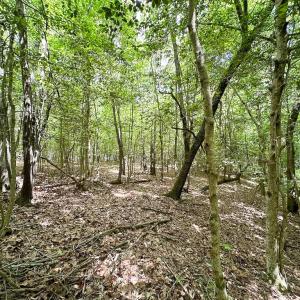 Photo #28 of SOLD property in Off Bobcat Ln, Franklin, VA 71.0 acres