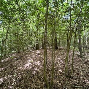 Photo #29 of SOLD property in Off Bobcat Ln, Franklin, VA 71.0 acres