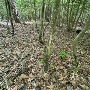 Photo #30 of SOLD property in Off Bobcat Ln, Franklin, VA 71.0 acres