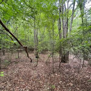 Photo #31 of SOLD property in Off Bobcat Ln, Franklin, VA 71.0 acres