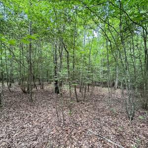 Photo #33 of SOLD property in Off Bobcat Ln, Franklin, VA 71.0 acres