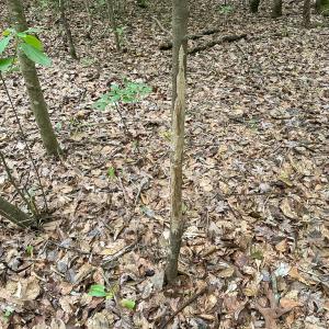 Photo #34 of SOLD property in Off Bobcat Ln, Franklin, VA 71.0 acres