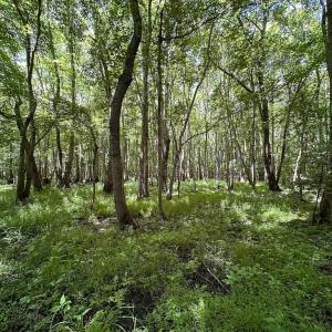 Photo #37 of SOLD property in Off Bobcat Ln, Franklin, VA 71.0 acres
