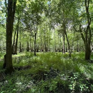 Photo #38 of SOLD property in Off Bobcat Ln, Franklin, VA 71.0 acres