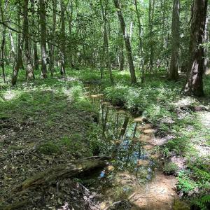 Photo #39 of SOLD property in Off Bobcat Ln, Franklin, VA 71.0 acres