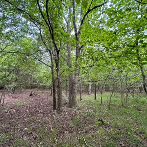 Photo #6 of SOLD property in Off Kegotank Rd, Nelsonia, VA 93.0 acres