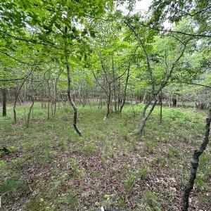 Photo #13 of SOLD property in Off Kegotank Rd, Nelsonia, VA 93.0 acres
