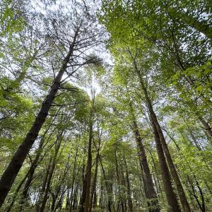 Photo #3 of SOLD property in Off Kegotank Rd, Nelsonia, VA 195.0 acres