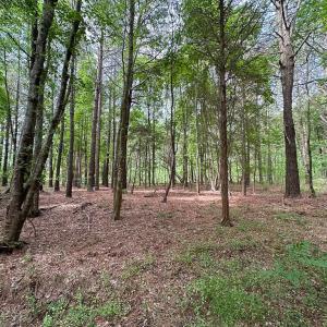 Photo #24 of SOLD property in Off Kegotank Rd, Nelsonia, VA 195.0 acres