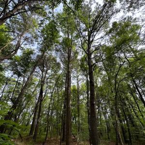 Photo #31 of SOLD property in Off Kegotank Rd, Nelsonia, VA 195.0 acres