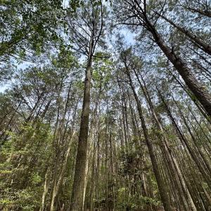 Photo #8 of SOLD property in Off Kegotank Rd, Nelsonia, VA 10.5 acres