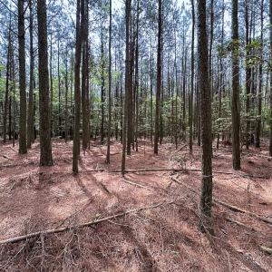 Photo #10 of SOLD property in Off Kegotank Rd, Nelsonia, VA 10.5 acres