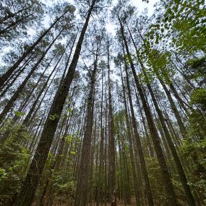 Photo #14 of SOLD property in Off Kegotank Rd, Nelsonia, VA 10.5 acres
