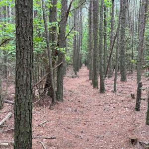 Photo #15 of SOLD property in Off Kegotank Rd, Nelsonia, VA 10.5 acres