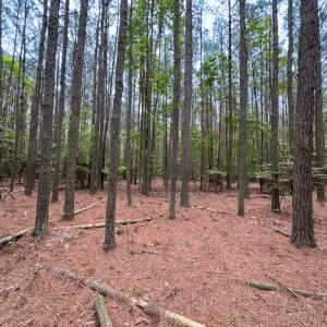 Photo #16 of SOLD property in Off Kegotank Rd, Nelsonia, VA 10.5 acres