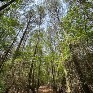 Photo #18 of SOLD property in Off Kegotank Rd, Nelsonia, VA 10.5 acres