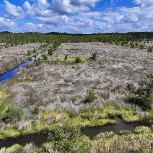 Photo #12 of SOLD property in Off NC 304, Hobucken, NC 9.0 acres