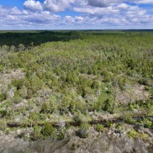 Photo #17 of SOLD property in Off NC 304, Hobucken, NC 9.0 acres