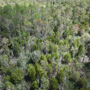 Photo #19 of SOLD property in Off NC 304, Hobucken, NC 9.0 acres