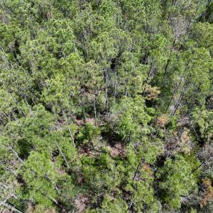 Photo #20 of SOLD property in Off NC 304, Hobucken, NC 9.0 acres