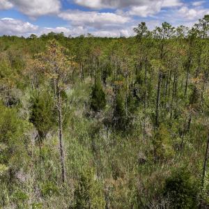 Photo #21 of SOLD property in Off NC 304, Hobucken, NC 9.0 acres