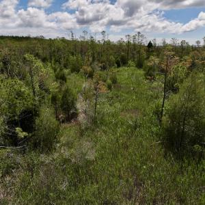 Photo #22 of SOLD property in Off NC 304, Hobucken, NC 9.0 acres