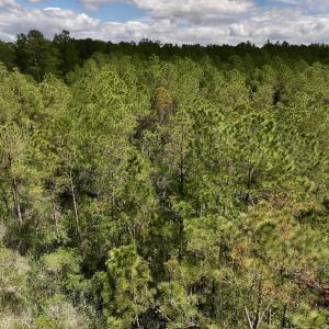 Photo #23 of SOLD property in Off NC 304, Hobucken, NC 9.0 acres