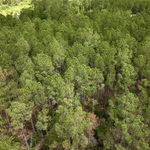 Photo #24 of SOLD property in Off NC 304, Hobucken, NC 9.0 acres
