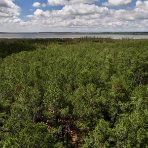 Photo #26 of SOLD property in Off NC 304, Hobucken, NC 9.0 acres