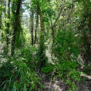 Photo #29 of SOLD property in Off NC 304, Hobucken, NC 9.0 acres
