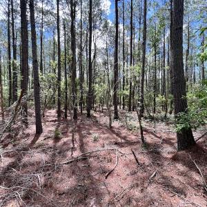 Photo #30 of SOLD property in Off NC 304, Hobucken, NC 9.0 acres