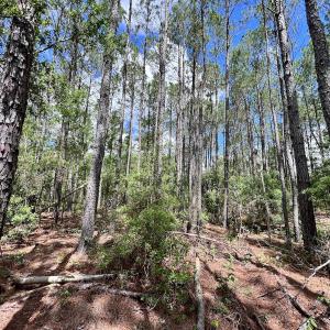Photo #31 of SOLD property in Off NC 304, Hobucken, NC 9.0 acres
