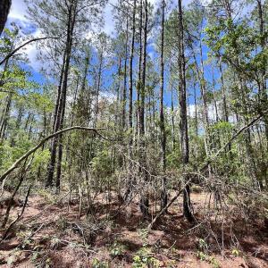 Photo #32 of SOLD property in Off NC 304, Hobucken, NC 9.0 acres