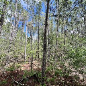 Photo #33 of SOLD property in Off NC 304, Hobucken, NC 9.0 acres