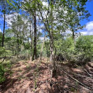 Photo #34 of SOLD property in Off NC 304, Hobucken, NC 9.0 acres